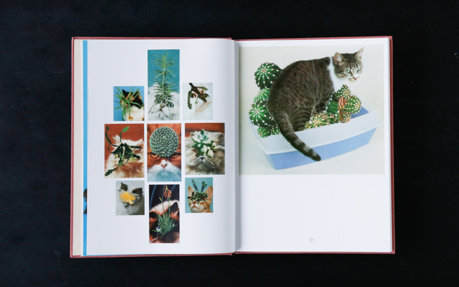 cat book-4