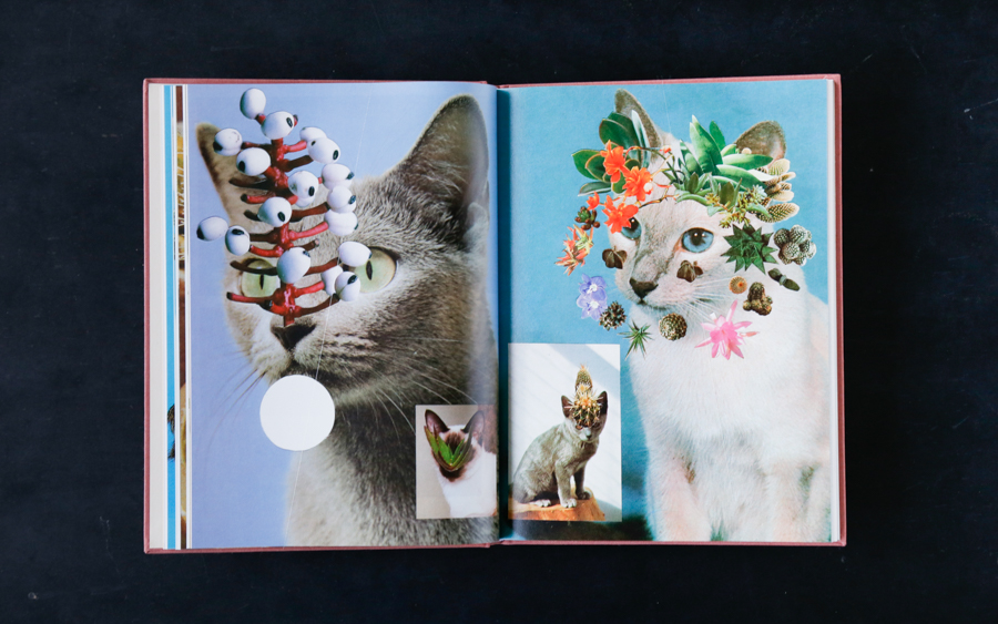 cat book-7