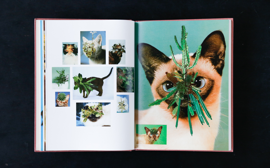 cat book-8